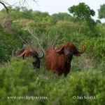 Photo of Buvol kaferský Syncerus caffer Cape Buffalo African Afrikanische Büffel